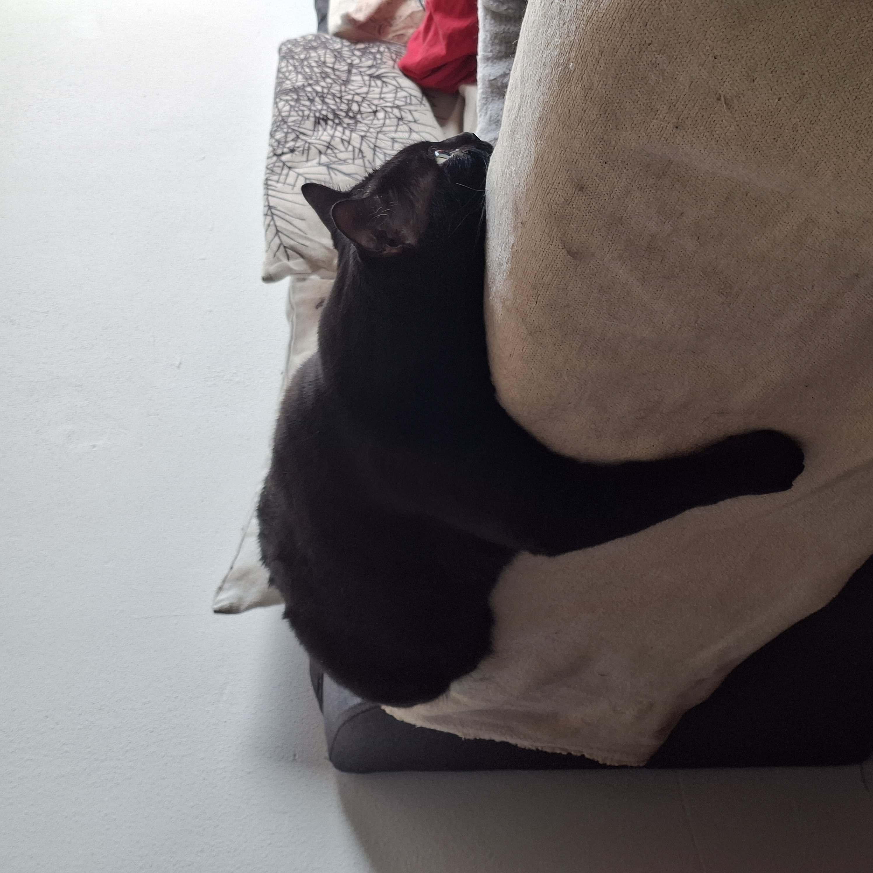 Katze Arya liegt unmotiviert auf der Sofalehne